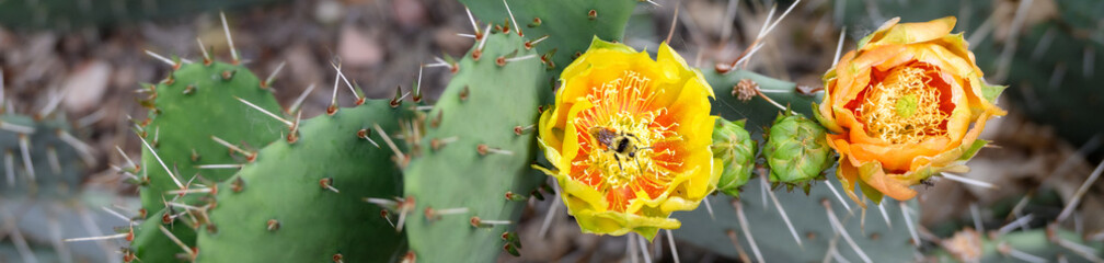 Bumble bee pollinating a bright yellow flower blooming on a Prickly Pear Cactus plant in Zion National Park, Utah
