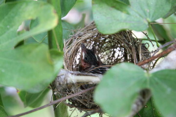 Baby bird