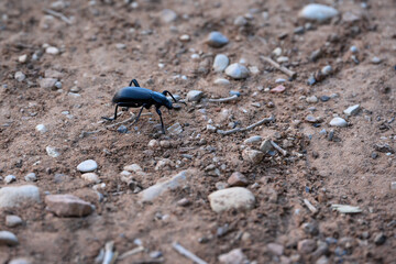 Black Oil Beatle walking across dirt hiking trail in Zion National Park, Utah
