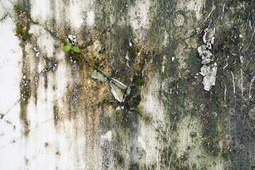 A weathered white wall marred by dark patches of mold, mildew, and green moss. This grunge texture...