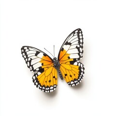 Orange and Black Butterfly on White Background