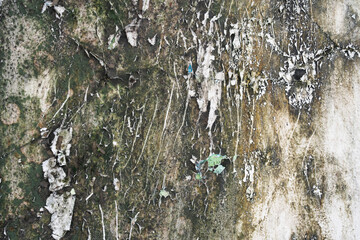 A weathered white wall marred by dark patches of mold, mildew, and green moss. This grunge texture...