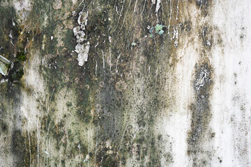 A weathered white wall marred by dark patches of mold, mildew, and green moss. This grunge texture...