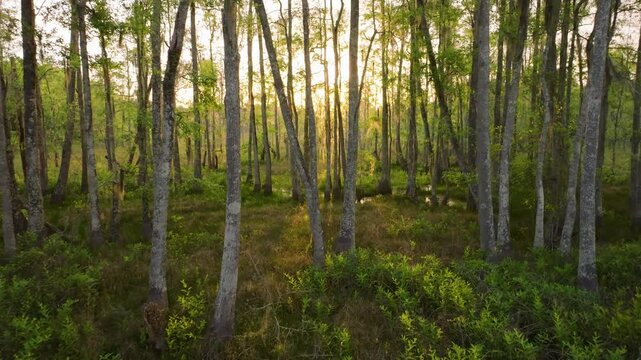 Florida swamp land in the late afternoon, with light streaming through the trees.