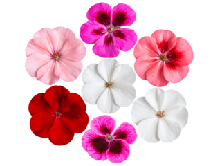 Top View Set of Geranium Flower Heads in a Circular Pattern, isolated on a transparent background