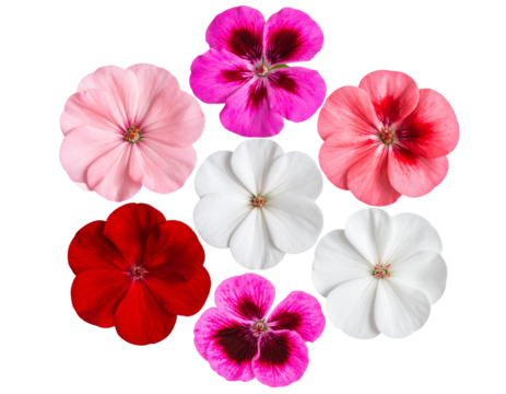 Top View Set of Geranium Flower Heads in a Circular Pattern, isolated on a transparent background