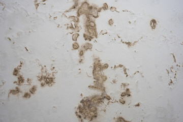 Severe water damage on a light-colored wall, featuring extensive brown stains and peeling paint. This grunge texture depicts decay and neglect, ideal for backgrounds related to renovation