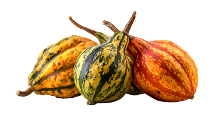 Colorful gourds autumn harvest decorative pumpkins