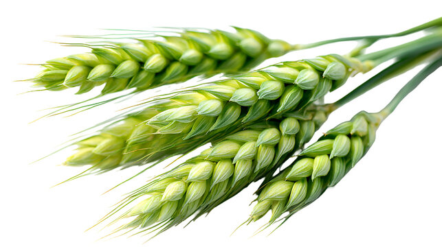 Green Wheat Stalks Close Up Nature Photography - Powered by Adobe