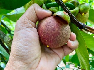 Mangosteen fruit on the tree in the garden Thailand.