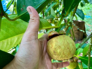 Mangosteen fruit on tree in the garden, Thailand.