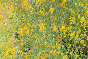 Yellow gorse blooming on the lava fields of Mount Etna, Italy, Sicily