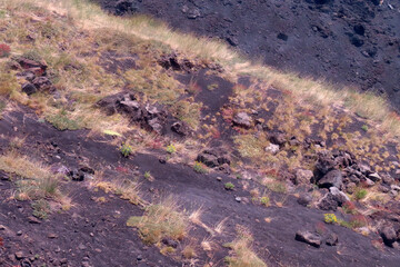 Volcanic lava and flowers on the slopes of Mount Etna, Italy, Sicily