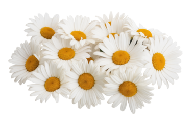 daisy flowers isolated on transparent background.