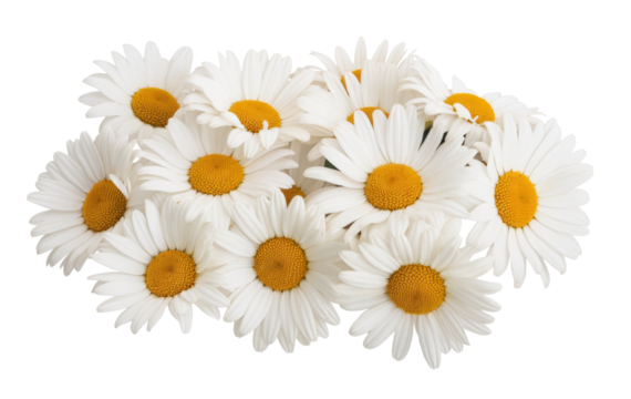 daisy flowers isolated on transparent background. - Powered by Adobe