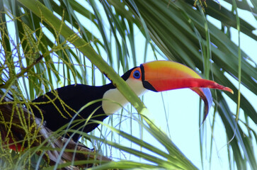 A Toucan Toco (Ramphastos Toco) with deformity in the rhin and nozzle gnatoteca in the Palmeira Leque da China (Listona Chinensis) in the city of Cachoeira de Minas Gerais in Minas Gerais