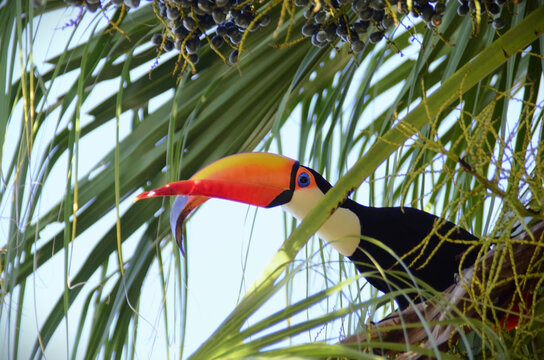 A Toucan Toco (Ramphastos Toco) with deformity in the rhin and nozzle gnatoteca in the Palmeira Leque da China (Listona Chinensis) in the city of Cachoeira de Minas Gerais in Minas Gerais
