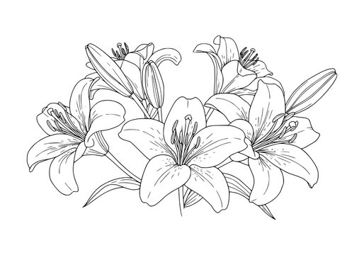 Elegant lily floral design in black and white, perfect for botanical themes, suitable for print or digital media applications.