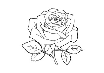 Delicate line art drawing showcasing a beautiful rose with leaves, perfect for floral designs and botanical themed artworks.