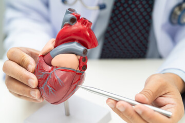 Cardiovascular disease CVD, Asian doctor holding human anatomy model for learn and treat heart...