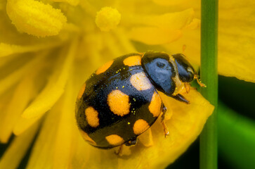 Macrophotography of a Fourteen-spotted Lady Beetle (Coccinula quatordecimpustulata) on a yellow...