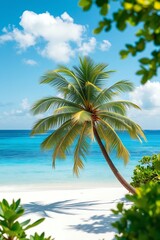 Fototapeta premium palm tree on the beach