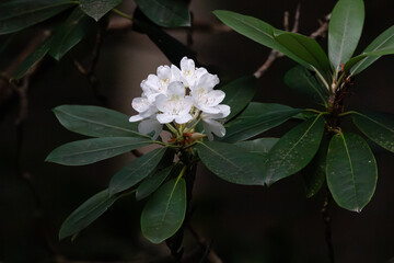 white flower