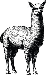 Fototapeta premium Elegant Alpaca Vector Illustration: Vintage Style Engraving