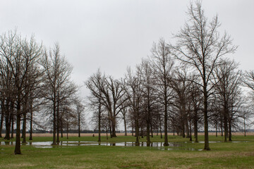 A flooded field with trees next to a cornfield.