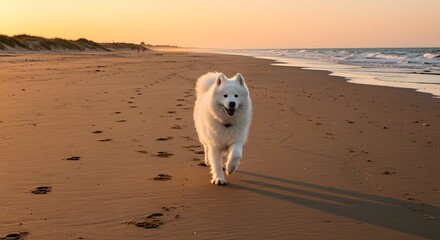 Beach Day Bliss: A fluffy white dog bounds with unrestrained joy across the sandy expanse of a beach at sunset. Capturing the carefree spirit and natural beauty.