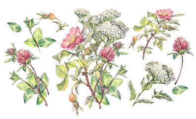 Watercolor set with bouquet yarrow clover and dog rose isolated on white background. Flower milfoil for card wedding invite. Summer or spring clipart for wallpaper or wrapping. Hand-drawn element © NatashaKun