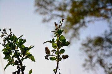 Close-Up of Plant Silhouettes: A view highlighting the detailed silhouettes of small plants with...