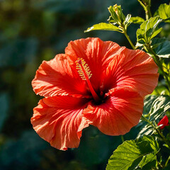 A closeup of a beautiful hibiscus flower in the sunshine of the garden..........AI generated illustration. 