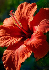 A closeup of a beautiful hibiscus flower in the sunshine of the garden..........AI generated illustration. 