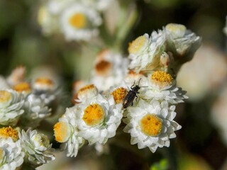 Close-up of black beetle on white and yellow wildflowers in Thailand. Detailed view of insect and blossoms in natural setting.