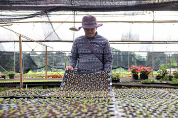 Asian farmer is carrying tray of young vegetable salad seedling to plant in the soil for growing...