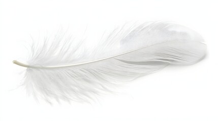 white feather white background 