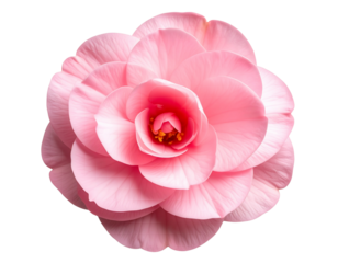 Single Pink Begonia Flower in Full Bloom with Curved Petals, isolated on a transparent background