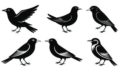 set of birds