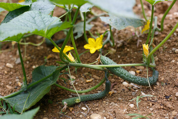 Close up of cucumbers growing in the vegetable field