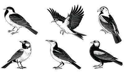 set of birds