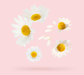 Obraz premium Many beautiful chamomiles on pink background