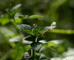 Fototapeta premium A tiny fly with a red-orange abdomen rests on the top leaf of a green plant. A beautiful nature macro photograph with a soft, out-of-focus background.