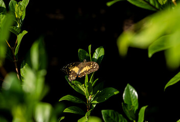 A beautiful yellow and black butterfly resting on green leaves, dramatically illuminated by a spotlight of sun against a black background. A magical and elegant nature portrait.

