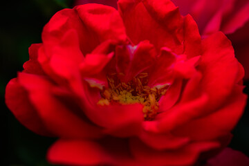 A close-up shot of a blooming pink and red rose showcases its delicate petals and vibrant colors....