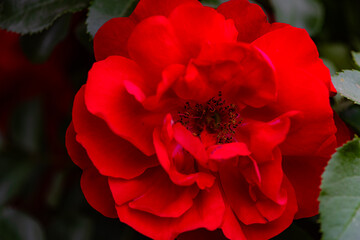 A close-up shot of a blooming pink and red rose showcases its delicate petals and vibrant colors....