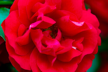 A close-up shot of a blooming pink and red rose showcases its delicate petals and vibrant colors....