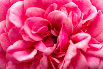Obraz premium A close-up shot of a blooming pink and red rose showcases its delicate petals and vibrant colors. This image captures the beauty and elegance of nature, making it perfect for various creative projects