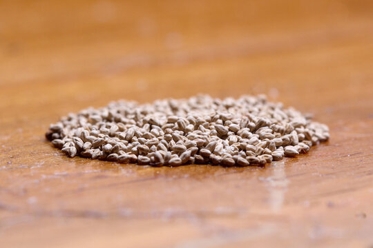 Macro Close-Up of Termite Fecal Pellets Indicating Infestation