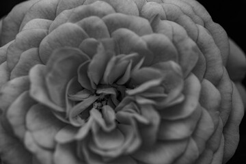 A close-up shot of a black and white monochromatic rose with distinct layers, interweaving light and shadow, perfect for creative projects, wallpapers, and art.